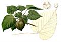 OTAHEITE WALNUT